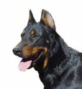 personales.upv.es Carascal