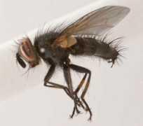 diptera.info Carcelia