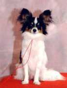 louis.canut.free.fr Cardoletti