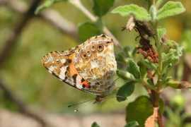 butterfliesoffrance.com Cardui