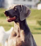 Carenn