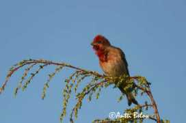 anttibelow.com Carery