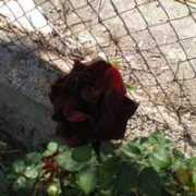 fotonatura.org Carmenlita