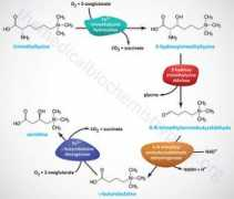 themedicalbiochemistrypage.org Carnitine
