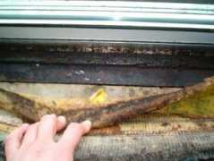 moldknowledge.com Carpeting
