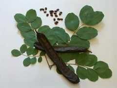 Carruba