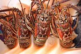 cremc.ponce.inter.edu Carrucho