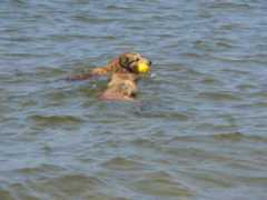 wondering-star-shelties.de Carsha