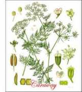 plantguide.org Carui