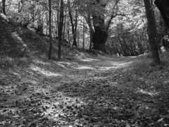 panoramio.com Castagneto