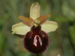 Castri