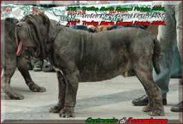 difossombrone.it Castruccio