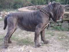 Castruccio
