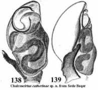 salticidae.org Catherin