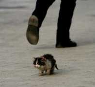 cairnarvon.rotahall.org Catten