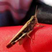 sottobosco.dreamwidth.org Cavalletta