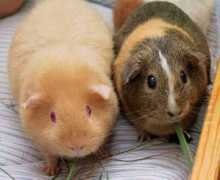 Cavia