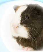 dierenarts-sam.be Cavias