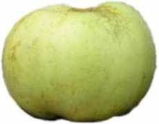Caville