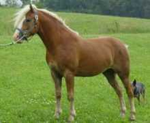 hallmark-farm-kennel.com Cavur