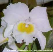 orchidkb.com Cbow
