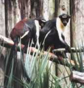 quantum-conservation.org Cdiana