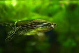 foro.acuarios.es Cebritas