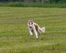 celeritas.borzois.com Celeritas