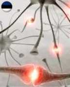 eurovolvox.org Cellworld