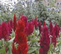 claremontdriedflowercottage.com Celocia