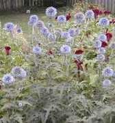 claremontdriedflowercottage.com Celocia