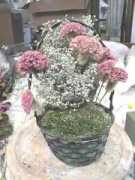 claremontdriedflowercottage.com Celocia