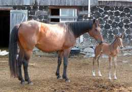 elphinfarms.com Celtie