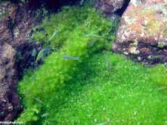 Cenotes