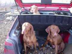 cz-pes.cz Cestovatel