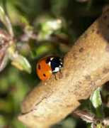 digimanie.cz Cestovatel