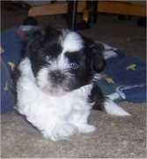 dogbreedinfo.com Chacy