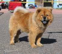 netchows.com Chaling