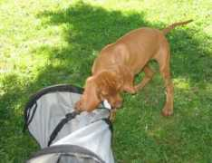 magyar-vizsla.ccscomputer.de Chalotta