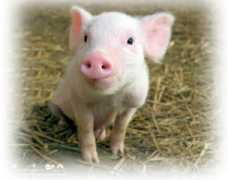 all-creatures.org Chalotte