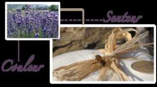 lavande-champelle.fr Champelle