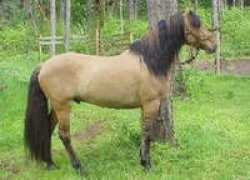 americanspanishsulphur.org Chancie