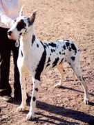 cmongreatdanes.com Chanoz