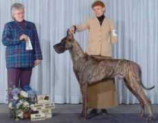 danesonline.com Chanoz