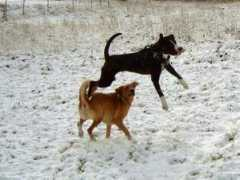 pitbull-chans.xarea.cz Chansik