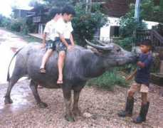 phiengch.free.fr Chansina