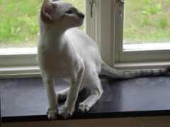 annelovs.se Chantira