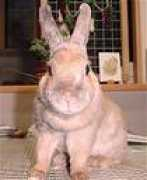 usaginet.fc2web.com Chantop