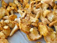 whatsgabycooking.com Chantrelle