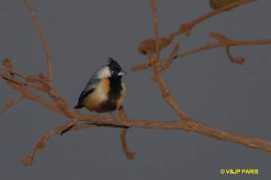 baladeornithologique.com Charbonnier